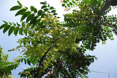 Ailanthus triphysa